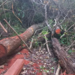PMA de Dourados autua infrator em R$ 16,8 mil por derrubada ilegalmente de árvores de grande porte para exploração e pelo armazenamento da madeira