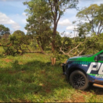 Polícia Militar Ambiental de Batayporã autua infrator em R$ 5 mil por derrubada de árvores ilegalmente para exploração de madeira em área pastagem