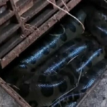 Fugindo das pessoas, sucuri se esconde dentro de bueiro em Bonito (vídeo)