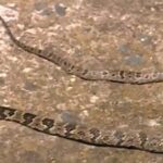 Polícia Militar Ambiental de Porto Murtinho captura serpente peçonhenta da espécie jararaca em residência no centro da cidade e a reintroduz no habitat