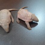 Polícia Militar Ambiental de Aquidauana recolhe ao CRAS dois filhotes de tatu em extinção resgatados à margem da rodovia BR 419