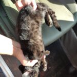 PMA de Dourados captura gato-maracajá que consta na lista de espécie em extinção em residência e capivara em empresa funerária