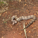 Polícia Militar Ambiental de Dourados captura jiboia de quase dois metros em centro de educação infantil e a devolve ao habitat