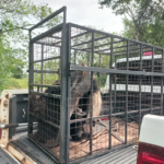 Polícia Militar Ambiental de Bonito e de Jardim capturam dois tamanduás-bandeira passeando pela rua e em uma residência