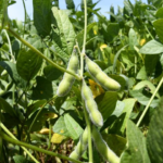 MS deve produzir neste ano mais de 70 milhões de toneladas de produtos agrícolas, alta de 10,5%