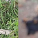 Idoso é preso por matar cadela prenha a pauladas e arrastá-la pela rua no Aero Rancho