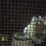 PMA e Bombeiros de Dourados capturam macaco-prego com corda ao corpo e usando frauda, enroscado em galhos de árvore alta, o qual teria escapado de cativeiro