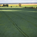 IBGE aumenta previsão da safra de 2023 para 302,1 milhões de toneladas