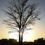 Temperaturas globais devem subir a níveis recordes nos próximos anos