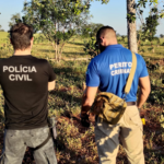 Polícia Civil soluciona crime de furto de gado em Santa Rita do Pardo