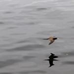 Gripe aviária: produtor deve reforçar segurança, recomenda associação