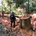 Operação Peroba Rosa – Combate a Extração Ilegal de Madeira em Reserva Legal de Assentamentos Rurais