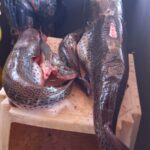 PMA de Dourados prende e autua homem por pesca predatória