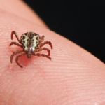 Pesquisadores buscam vacina contra a febre maculosa