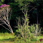 Brasil estoca no solo o equivalente a 70 anos de emissões de CO2