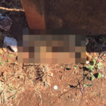 Queda de energia eletríca é causada por animal felino