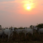 Faltam dois dias para fim do prazo da Declaração Semestral de Rebanhos