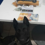 Polícia Militar em Operação com cães, realiza prisão de traficantes em Bonito