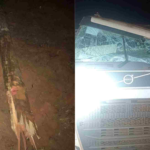 Motorista morre após ser atingido por tronco de eucalipto que se soltou de caminhão na BR-262