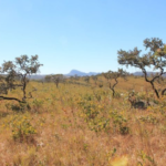 MS quer participar ativamente da elaboração do Plano de Prevenção ao Desmatamento do Cerrado