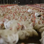 MS declara estado de emergência como prevenção à influenza aviária