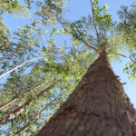 Investimento bilionário de empresa chilena no ‘Vale da Celulose’ reforça desenvolvimento de MS