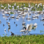 Em seis meses, choveu mais que o esperado para o ano todo na região do Pantanal