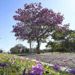 Semana começa com tempo estável, mas com previsão de queda na temperatura na quinta-feira