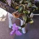 Ibama confisca orquídeas vendidas em praça indígena