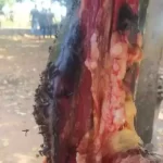 Casal é preso por armazenar e vender 873 kg de carne imprópria para consumo