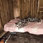 Seis trabalhadores são resgatados de fazenda em condições de escravidão