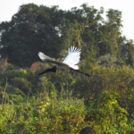 Sustentabilidade e desenvolvimento: Governo de MS suspende licenças de supressão de vegetação nativa no Pantanal