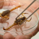 Com aumento da temperatura, SES alerta para acidentes com escorpiões no Estado