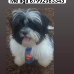 Alguém viu o Panda? Cachorrinho está desaparecido desde o dia 4