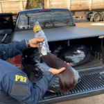 PRF apreende carga de cabelos em Rio Brilhante