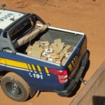 PRF apreende 148 Kg de cocaína em Paranaíba