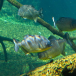 Reprodução de piranhas no Bioparque Pantanal reforça bem-estar animal e conservação