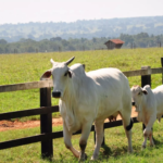 IBGE: pecuária brasileira tem aumento de 17,5% e bate recorde de valor de produção