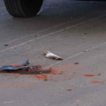 Motociclista fica em ponto cego de caminhão e acaba arremessada a 7 metros no Nova Lima