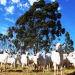 Governo faz cooperação técnica para impulsionar melhoramento genético do rebanho de MS