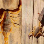 Em estado grave, criança de 3 anos picada por um escorpião é transferida para o Hospital Regional