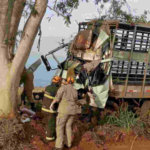 Caminhoneiro morre preso nas ferragens ao colidir em árvore na BR-376