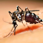 Período de chuvas e altas temperaturas: SES reforça cuidados para evitar criadouros da dengue