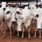 SAD vai promover leilão on-line de 64 bovinos Nelore no próximo dia 19