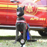 Com certificação nacional, cadela Laika do Corpo de Bombeiros de MS está apta para busca e resgate