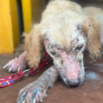 Mulher é presa por maus-tratos a animais em Campo Grande