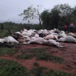 Raio mata 80 bois e dois cavalos em fazenda na fronteira com MS