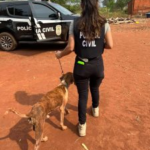 Polícia Civil prende autor de maus-tratos contra animais em Dois Irmãos do Buriti
