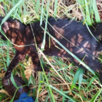 Sidrolandense que matou gata da filha é solto após pagar fiança de R$ 5.280