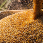 Com queda na produtividade média, safra de grãos deve ser menor